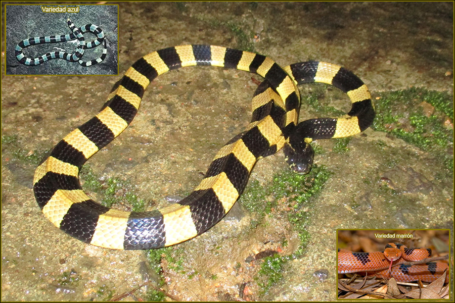 Krait rayada, Bungarus fasciatus, krait a bandas, serpientes más venenosas del mundo, serpientes más venenosas del planeta, naturaleza salvaje