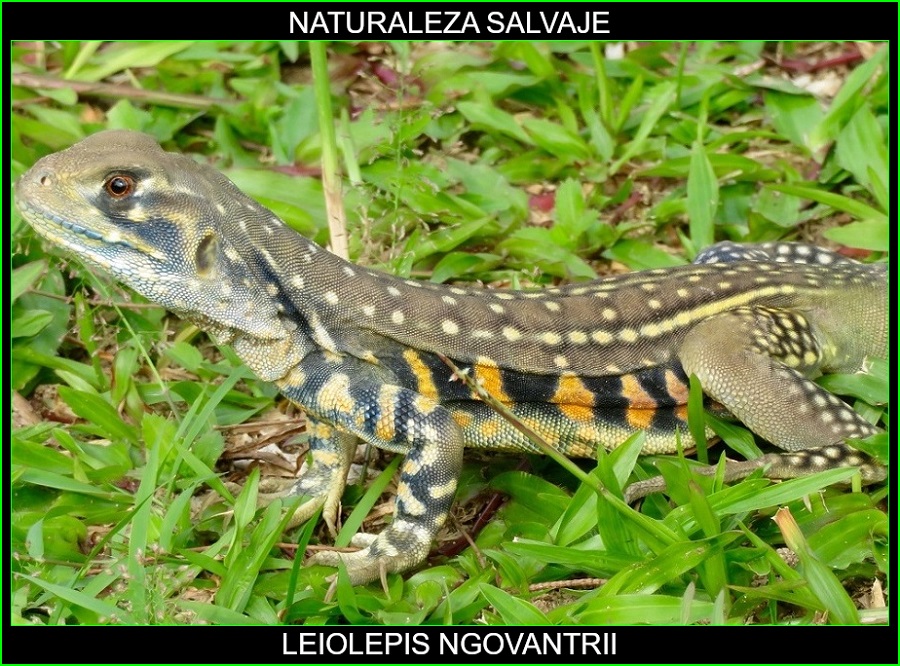 Leiolepis ngovantrii, reptiles, animales insólitos, animales extraños, lagatos, naturaleza salvaje 1