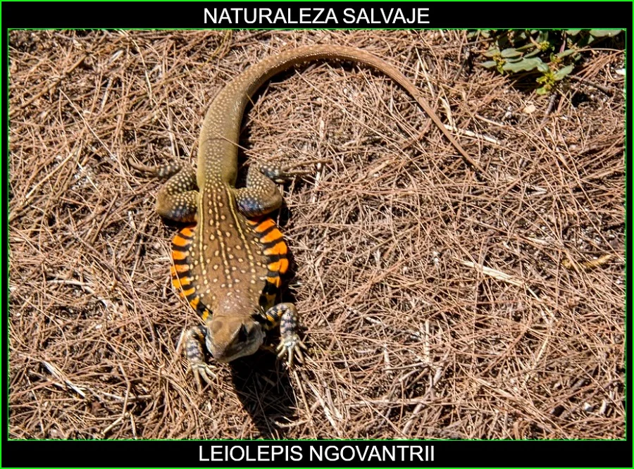 Leiolepis ngovantrii, reptiles, animales insólitos, animales extraños, lagatos, naturaleza salvaje 2