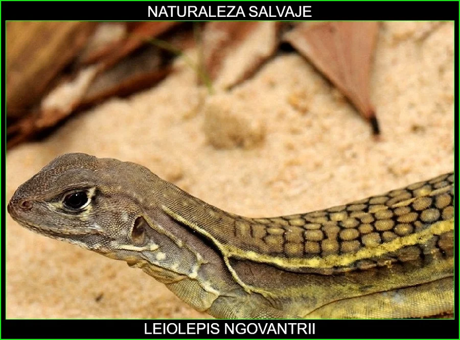 Leiolepis ngovantrii, reptiles, animales insólitos, animales extraños, lagatos, naturaleza salvaje 3