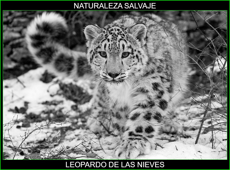Leopardo de las nieves, onza, irbis, Panthera uncia, felinos, animales, naturaleza salvaje 1