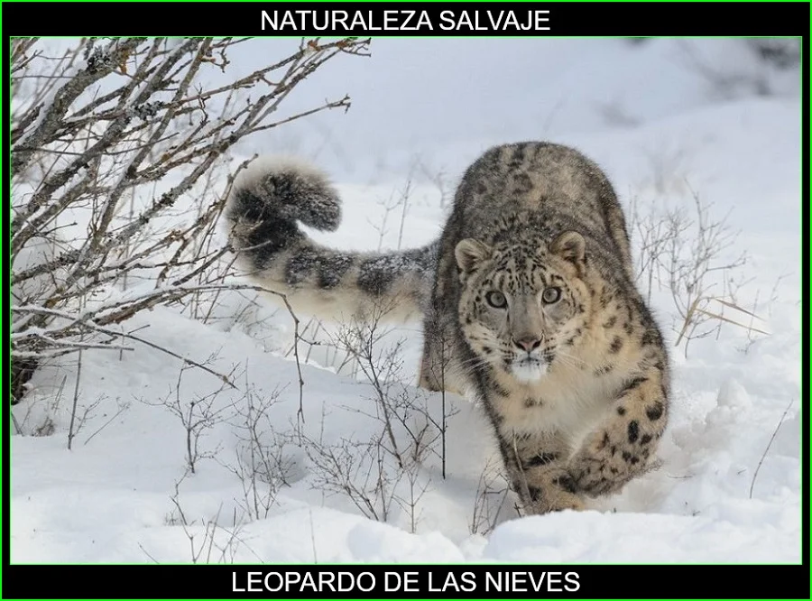 Leopardo de las nieves, onza, irbis, Panthera uncia, felinos, animales, naturaleza salvaje 2