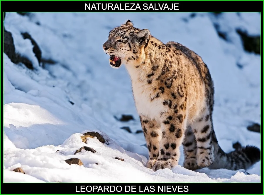 Leopardo de las nieves, onza, irbis, Panthera uncia, felinos, animales, naturaleza salvaje 3