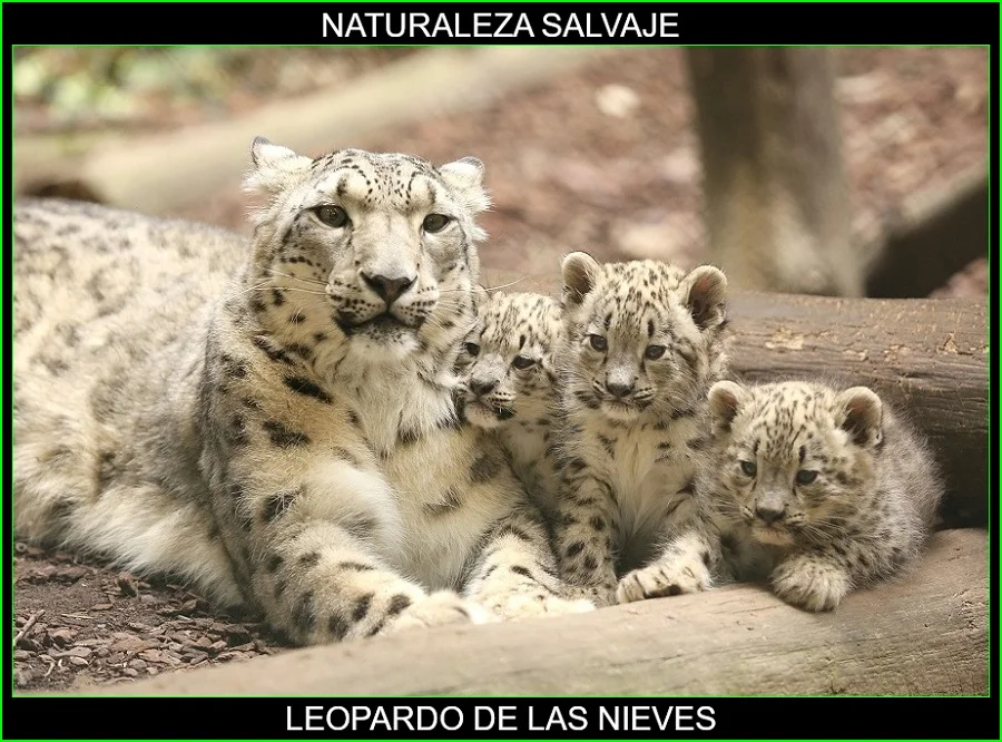 Leopardo de las nieves, onza, irbis, Panthera uncia, felinos, animales, naturaleza salvaje 4