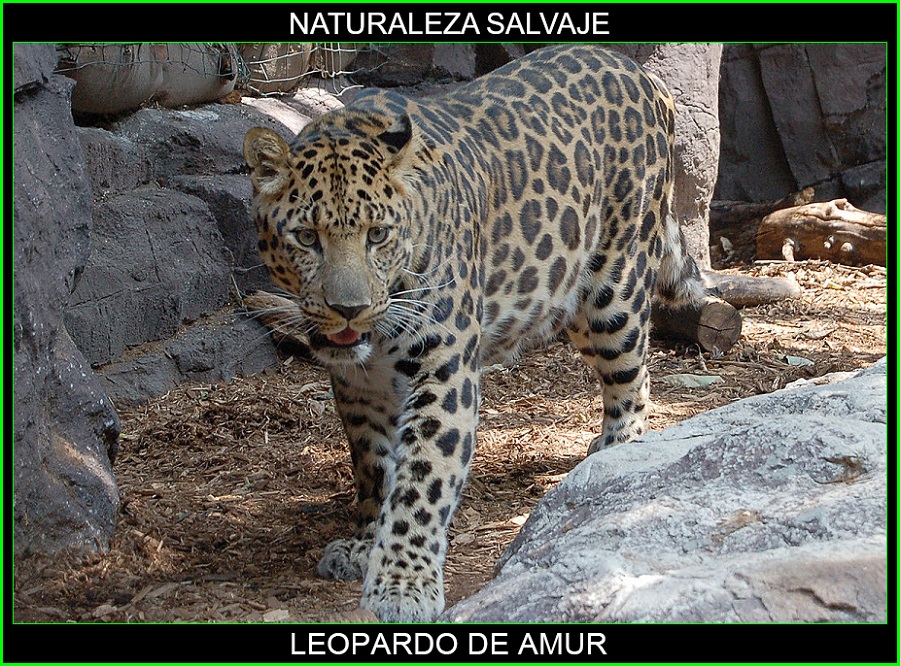 Leopardo del Amur, Panthera pardus orientalis, felinos, animales, naturaleza salvaje 1