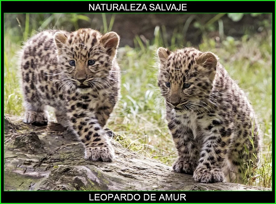 Leopardo del Amur, Panthera pardus orientalis, felinos, animales, naturaleza salvaje 2