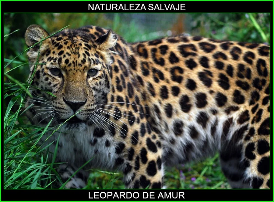 Leopardo del Amur, Panthera pardus orientalis, felinos, animales, naturaleza salvaje 3