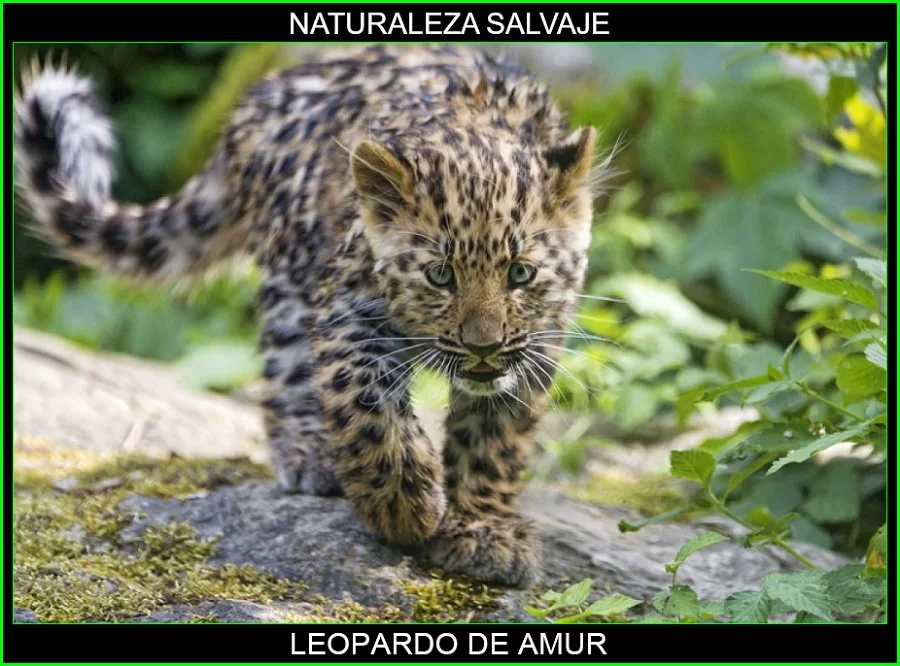 Leopardo del Amur, Panthera pardus orientalis, felinos, animales, naturaleza salvaje 4