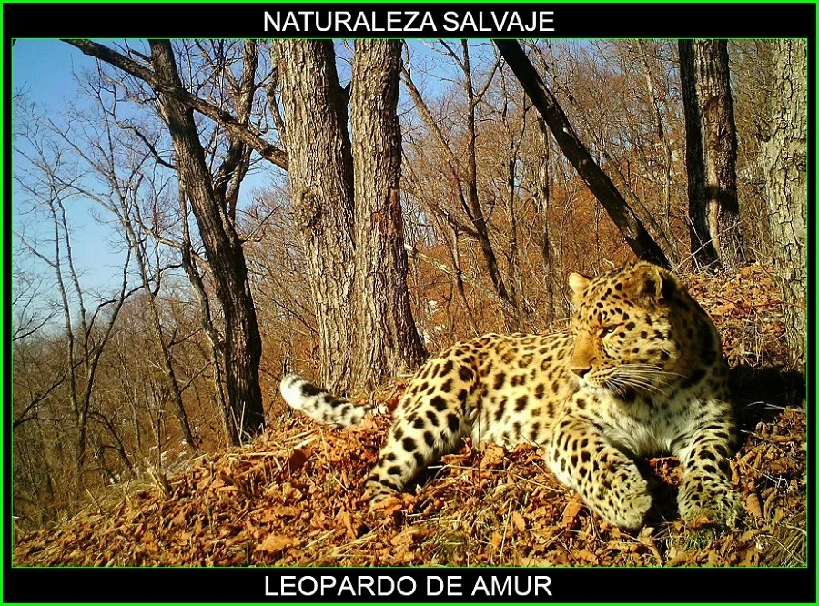 Leopardo del Amur, Panthera pardus orientalis, felinos, animales, naturaleza salvaje 5
