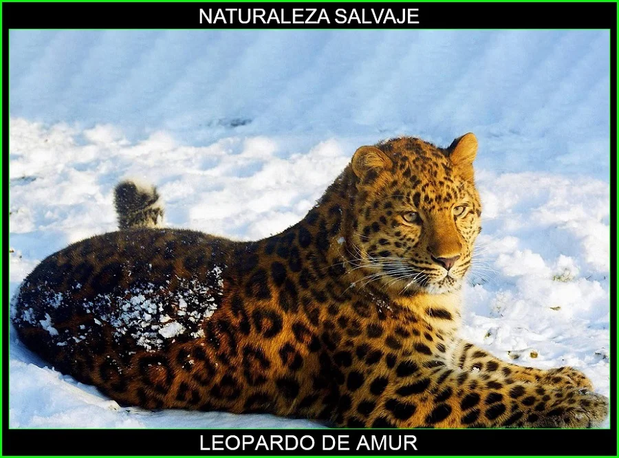 Leopardo del Amur, Panthera pardus orientalis, felinos, animales, naturaleza salvaje 6
