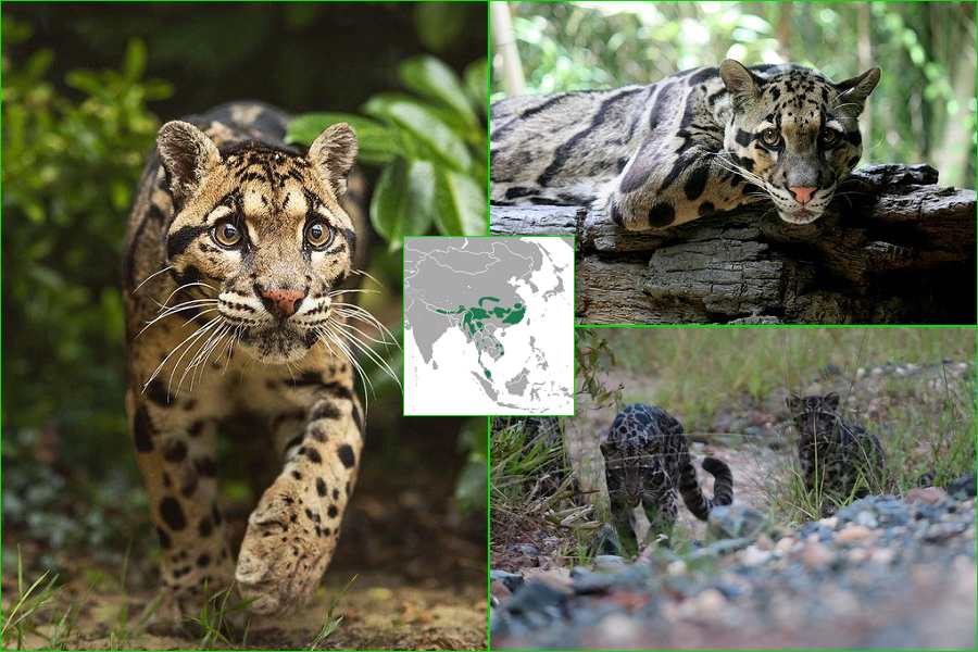 Pantera nebulosa, leopardo longibando, leopardo de la menta, Neofelis nebulosa, felinos, animales 1