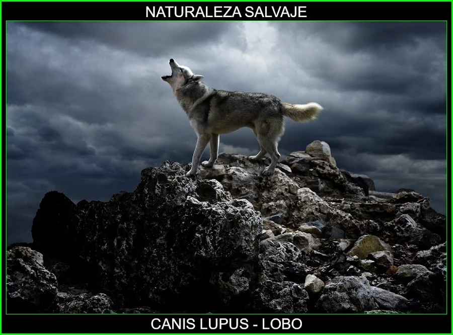Canis lupus, lobo, mamífero, animales, naturaleza salvaje 7
