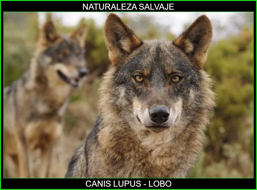 Canis lupus, lobo, mamífero, animales, naturaleza salvaje 2
