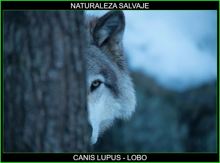 Canis lupus, lobo, mamífero, animales, naturaleza salvaje 3