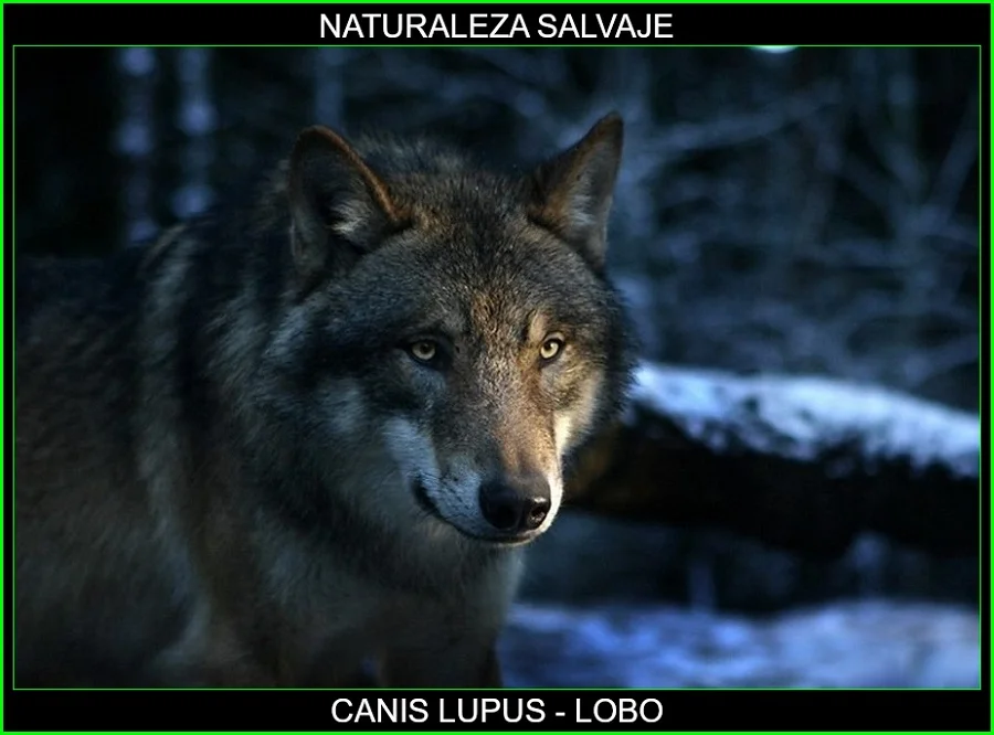 Canis lupus, lobo, mamífero, animales, naturaleza salvaje 4
