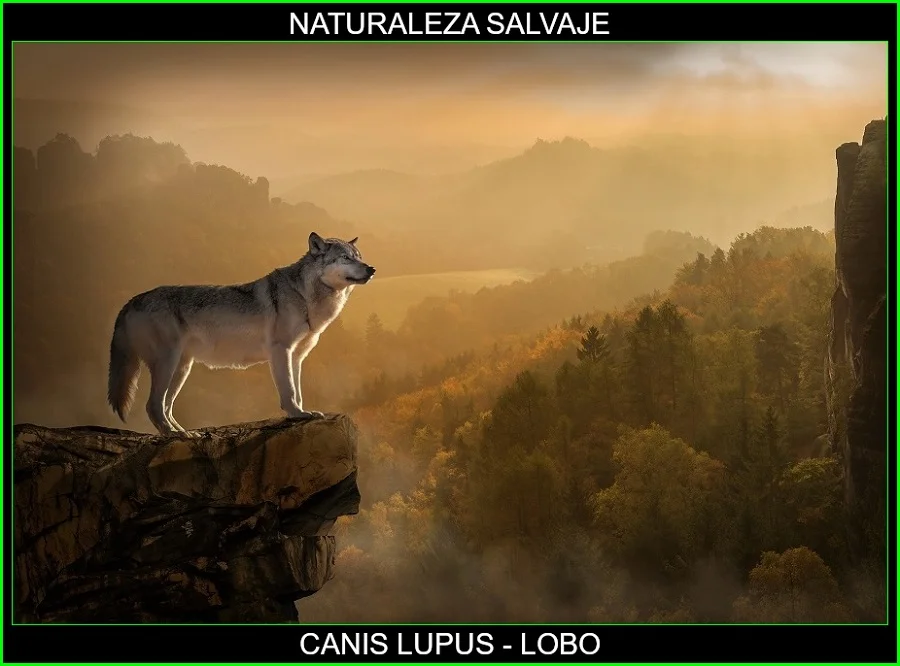 Canis lupus, lobo, mamífero, animales, naturaleza salvaje 5