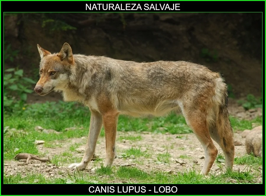 Canis lupus, lobo, mamífero, animales, naturaleza salvaje 6