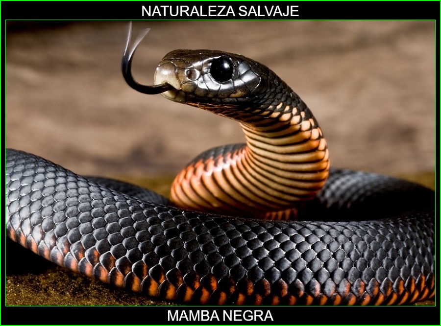 Mamba negra, Dendroaspis polylepis, reptil, serpiente venenosa, elapidae, animales, naturaleza salvaje 1