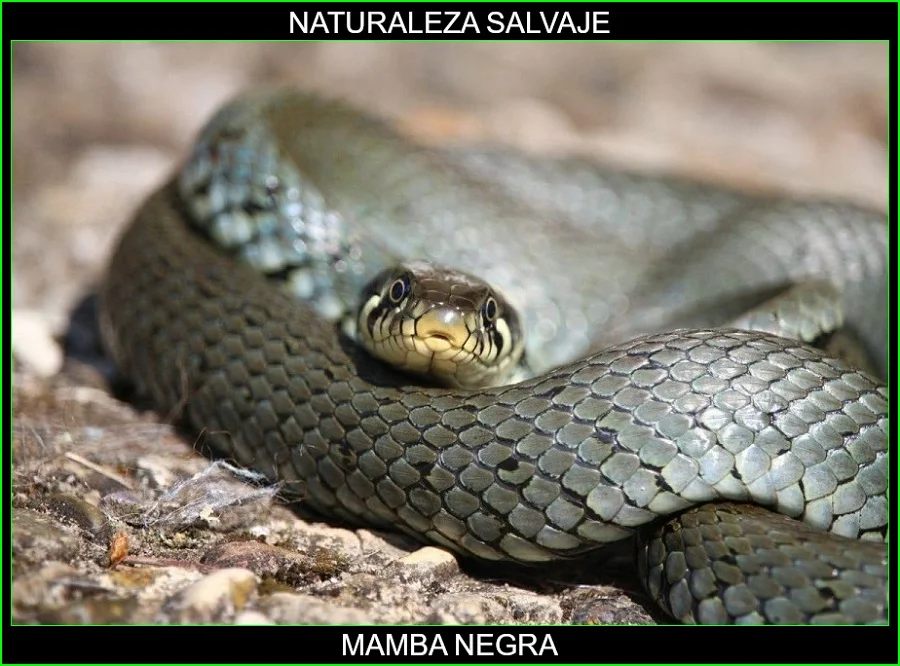 Mamba negra, Dendroaspis polylepis, reptil, serpiente venenosa, elapidae, animales, naturaleza salvaje 2