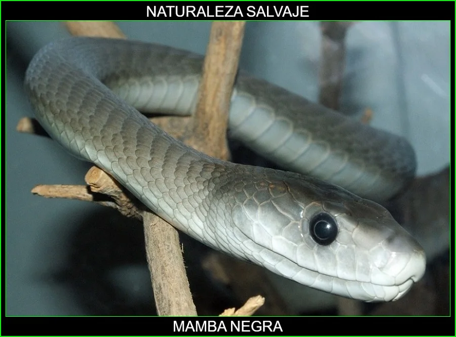 Mamba negra, Dendroaspis polylepis, reptil, serpiente venenosa, elapidae, animales, naturaleza salvaje 3