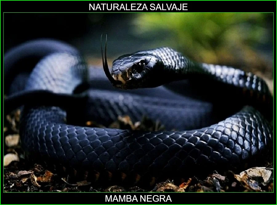 Mamba negra, Dendroaspis polylepis, reptil, serpiente venenosa, elapidae, animales, naturaleza salvaje 1