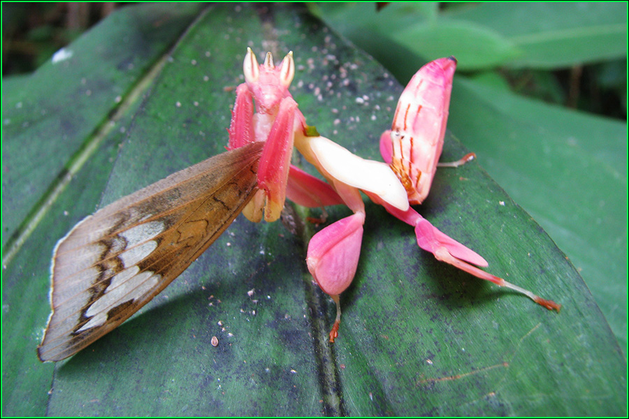 Mantis orquídea, Hymenopus coronatus, mantis, insecto, insectos más bellos, naturaleza salvaje 4