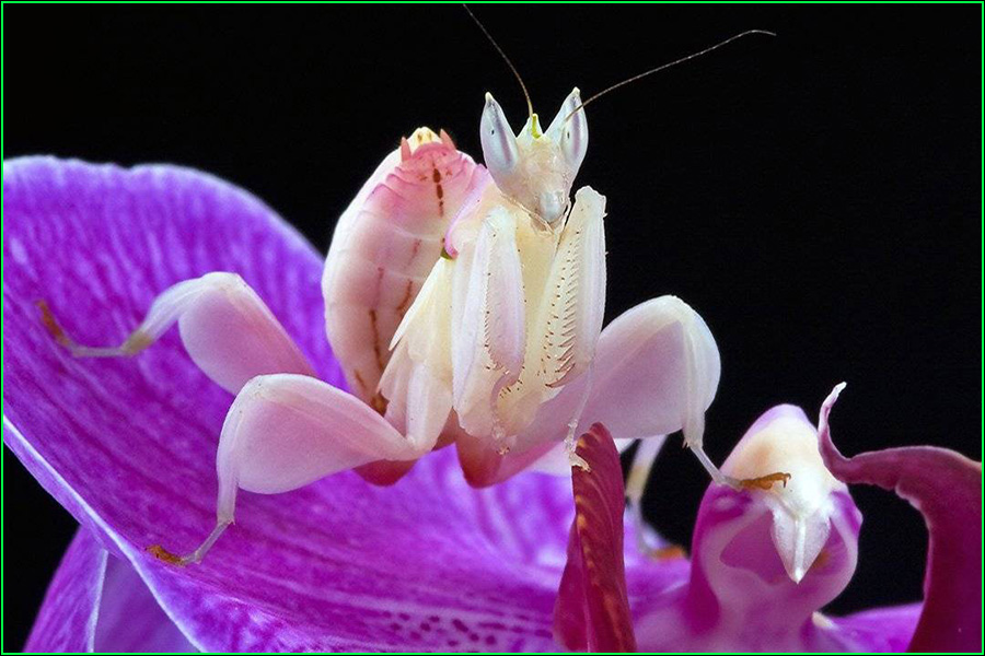 Mantis orquídea, Hymenopus coronatus, mantis, insecto, insectos más bellos, naturaleza salvaje 5