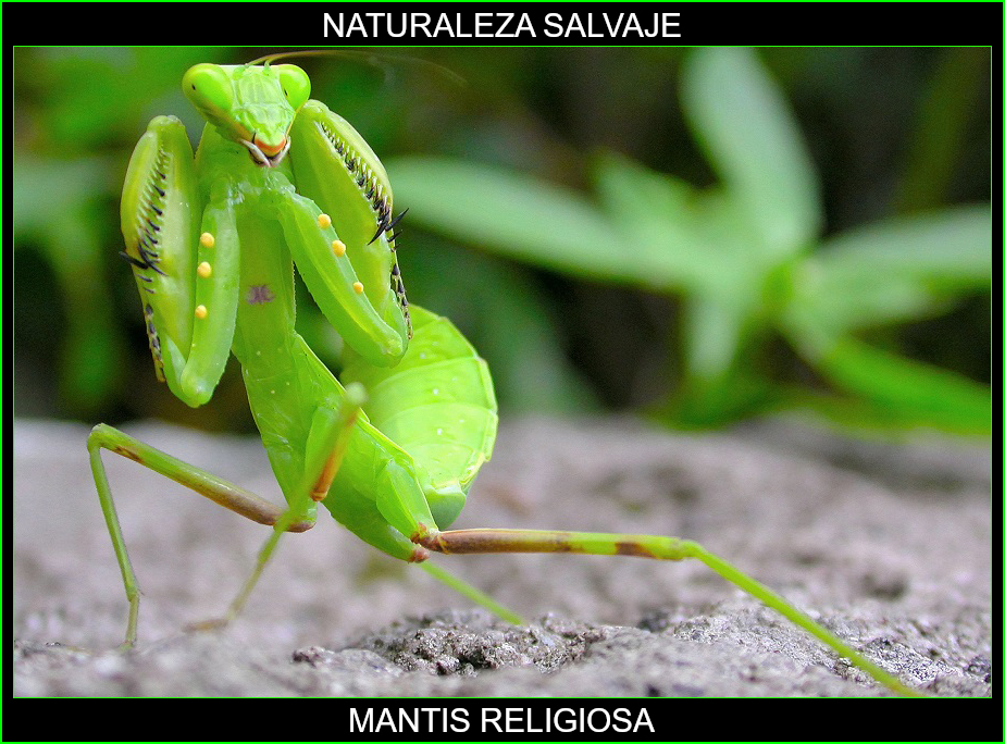 Mantis es un género cosmopolita de insectos mantodeos de la familia Mantidae que incluye la mantis religiosa 1