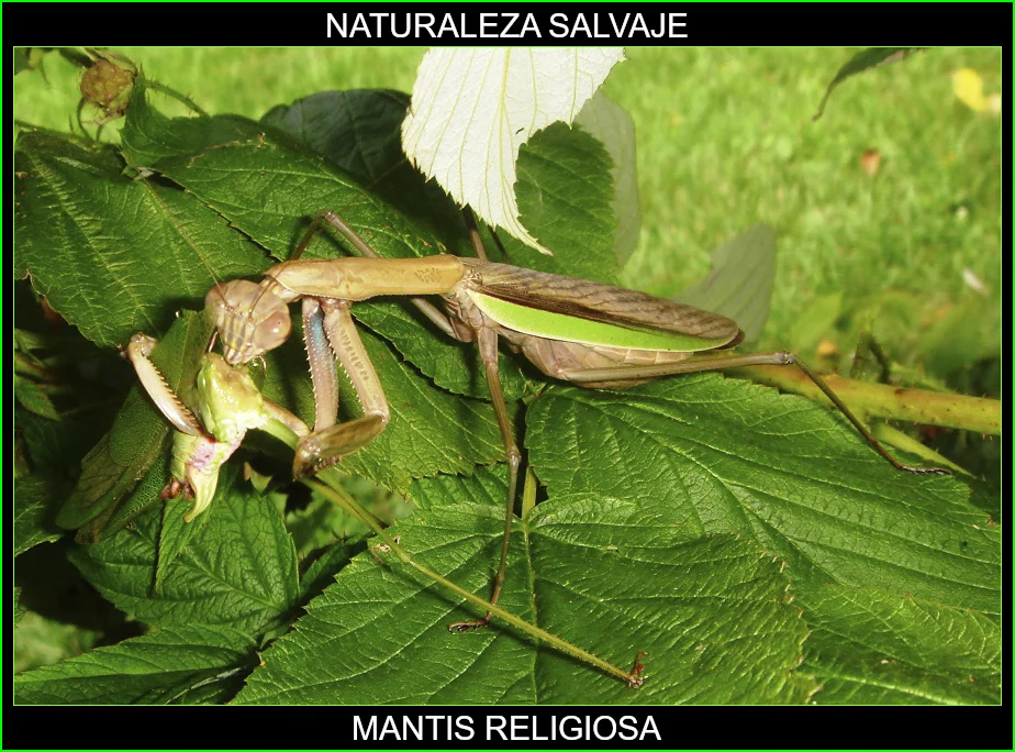Mantis es un género cosmopolita de insectos mantodeos de la familia Mantidae que incluye la mantis religiosa 2