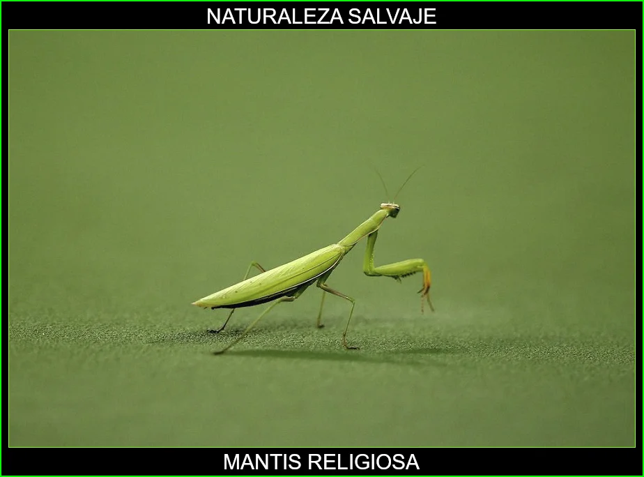 Mantis es un género cosmopolita de insectos mantodeos de la familia Mantidae que incluye la mantis religiosa 3