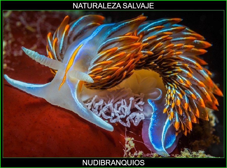 Nudibranquios, moluscos, animales marinos, naturaleza salvaje 1