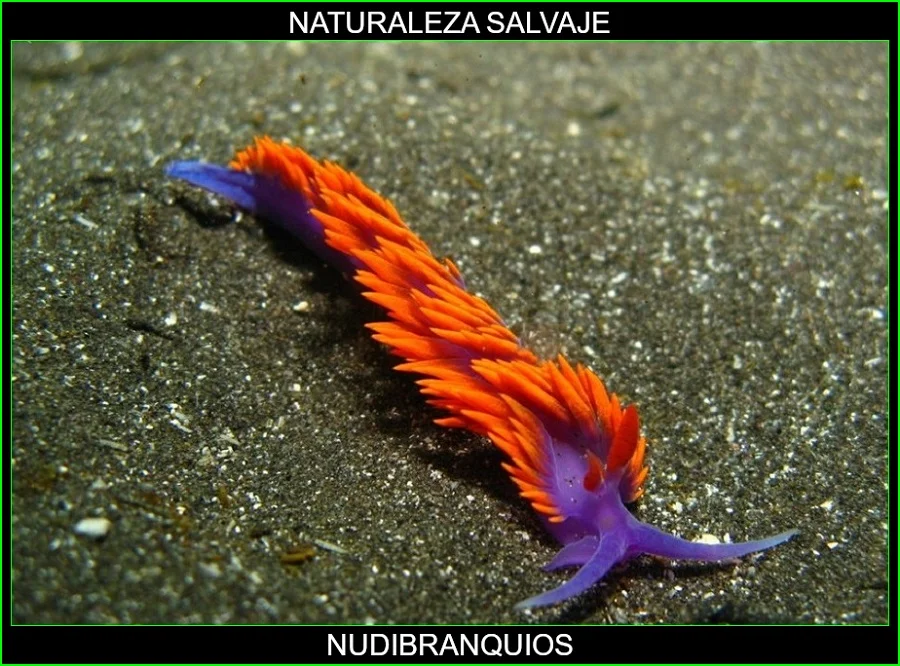 Nudibranquios, moluscos, animales marinos, naturaleza salvaje 3