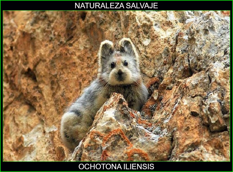 Ochotona iliensis, Pika de llí animales, conejitos mágicos, animales, Naturaleza salvaje 1