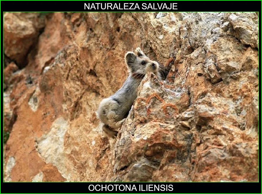 Ochotona iliensis, Pika de llí animales, conejitos mágicos, animales, Naturaleza salvaje 2