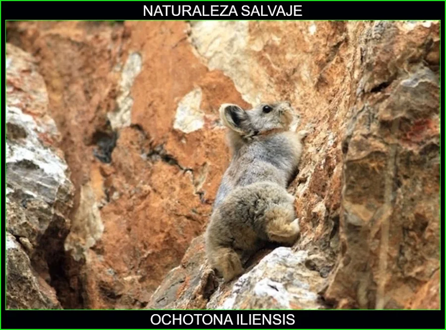 Ochotona iliensis, Pika de llí animales, conejitos mágicos, animales, Naturaleza salvaje 3