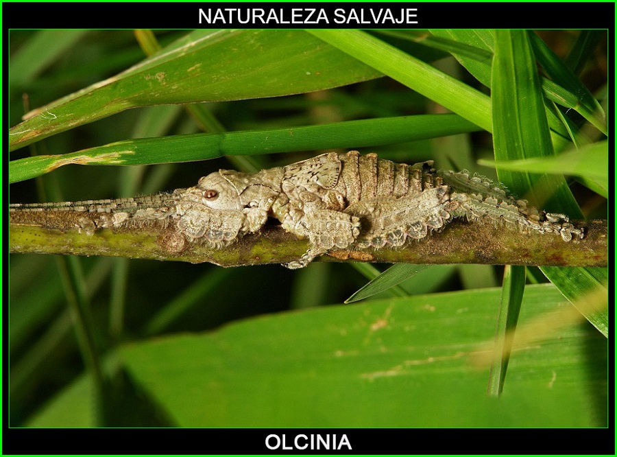 Olcinia, Sathrophyllia, Tettigoniidae, insectos, animales, naturaleza salvaje 1