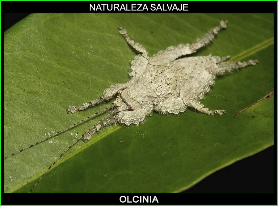 Olcinia, Sathrophyllia, Tettigoniidae, insectos, animales, naturaleza salvaje 2