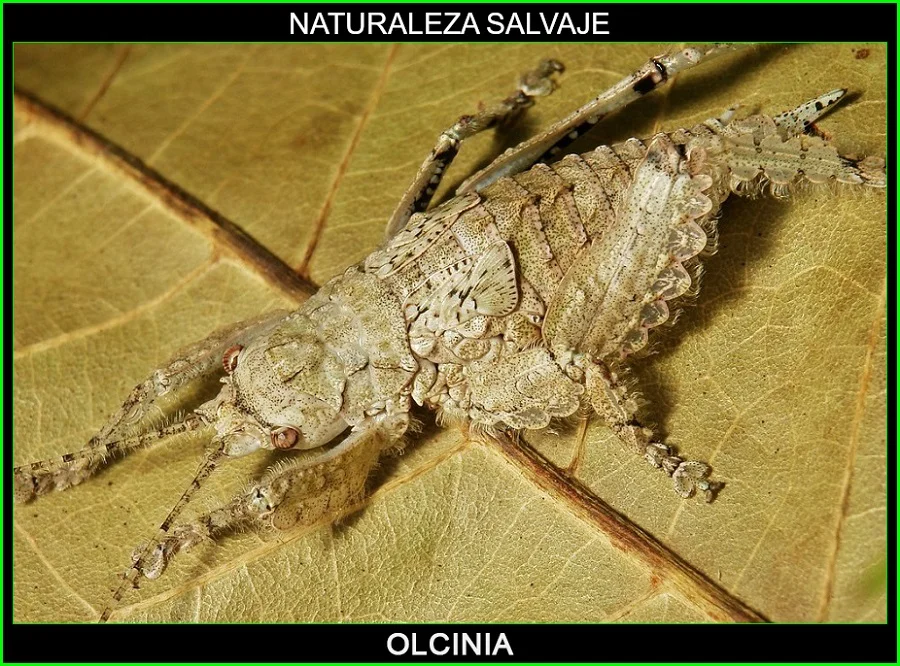 Olcinia, Sathrophyllia, Tettigoniidae, insectos, animales, naturaleza salvaje 4