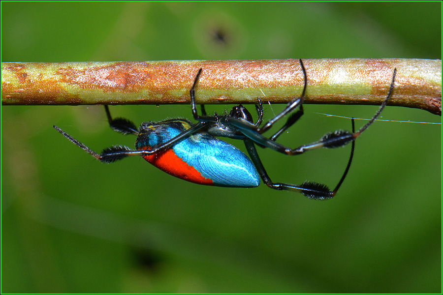 Opadometa sarawakensis Dzulhelmi y Suriyanti, araña, arañas más extrañas del mundo, insectos extraños del planeta, naturaleza salvaje
