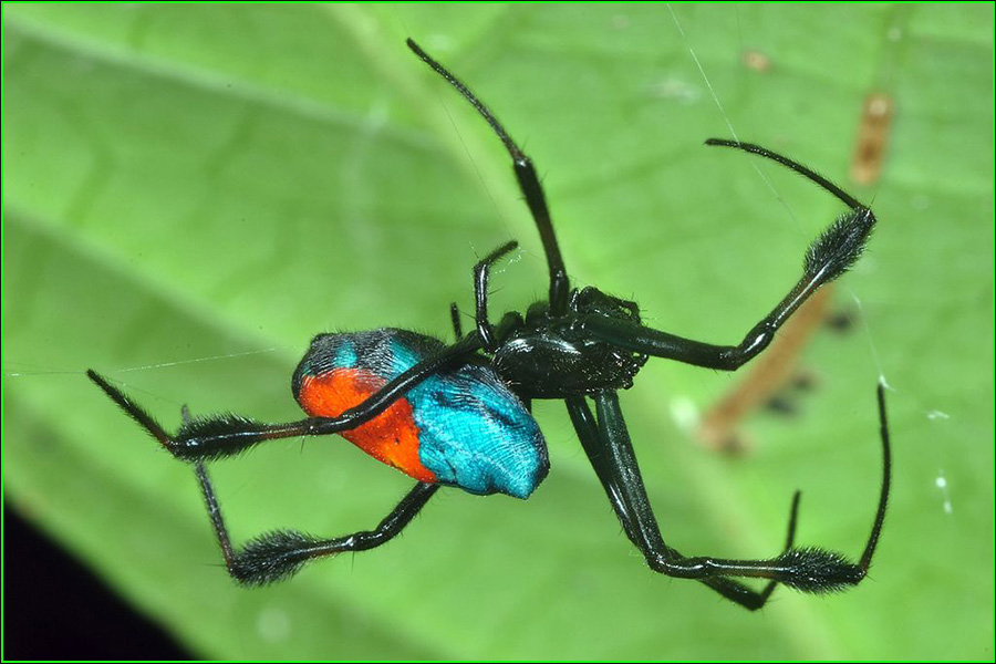 Opadometa sarawakensis Dzulhelmi y Suriyanti, araña, arañas más extrañas del mundo, insectos extraños del planeta, naturaleza salvaje
