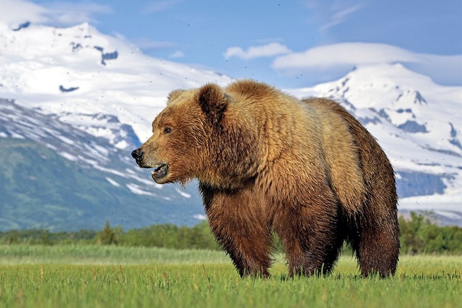 Oso grizzly, Ursus arctos horribilis, oso gris, animales, Naturaleza salvaje 1