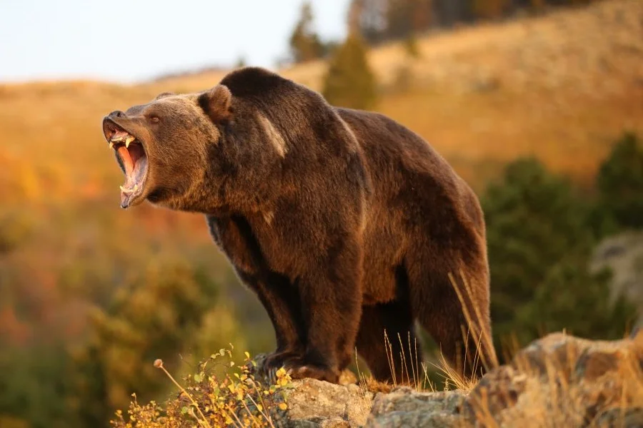 Oso grizzly, Ursus arctos horribilis, oso gris, animales, Naturaleza salvaje 2