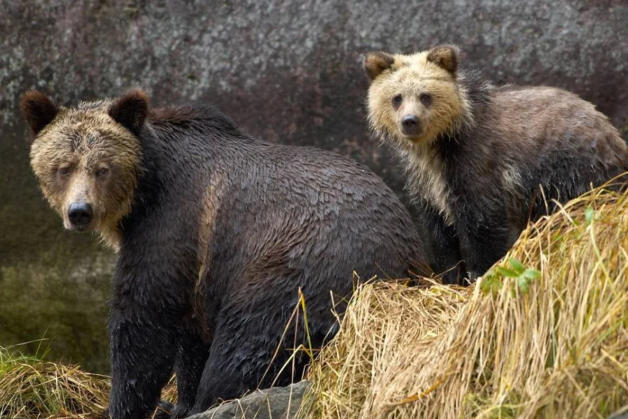 Oso grizzly, Ursus arctos horribilis, oso gris, animales, Naturaleza salvaje 3