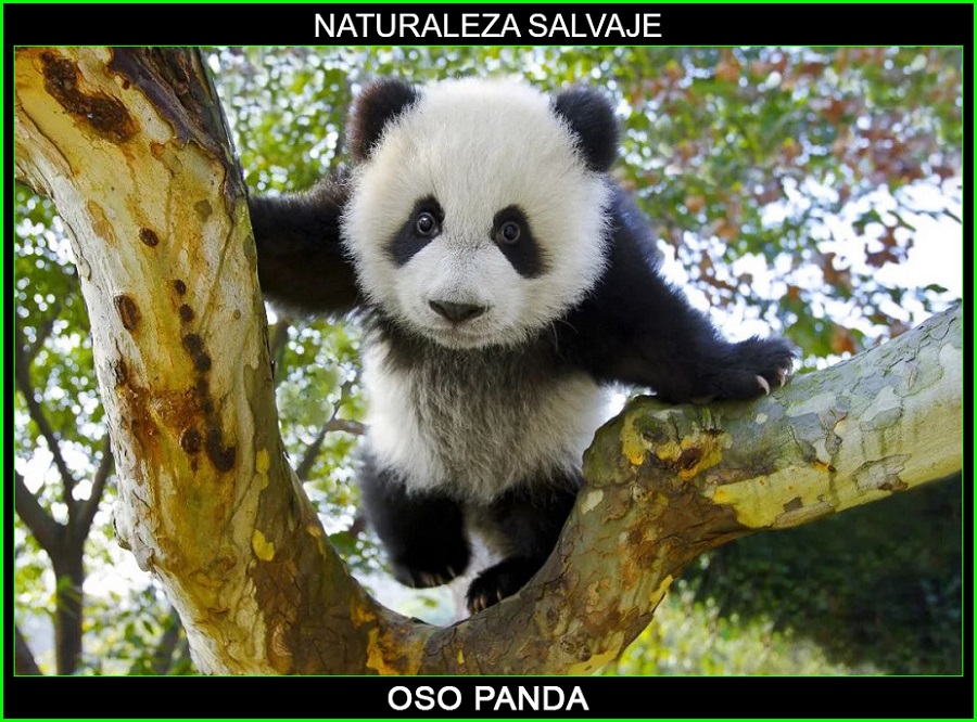 Ailuropoda melanoleuca, panda, oso panda, panda gigante, animales, Naturaleza salvaje 1