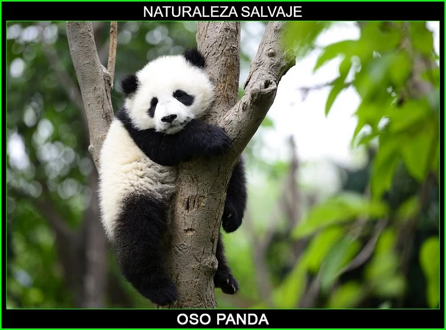 Ailuropoda melanoleuca, panda, oso panda, panda gigante, animales, Naturaleza salvaje 2