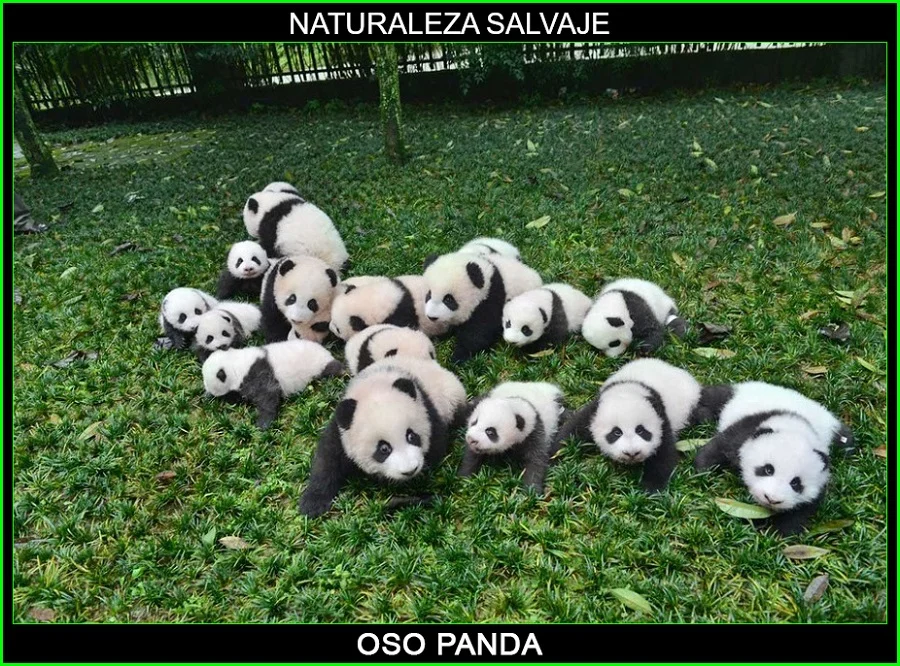 Ailuropoda melanoleuca, panda, oso panda, panda gigante, animales, Naturaleza salvaje 6