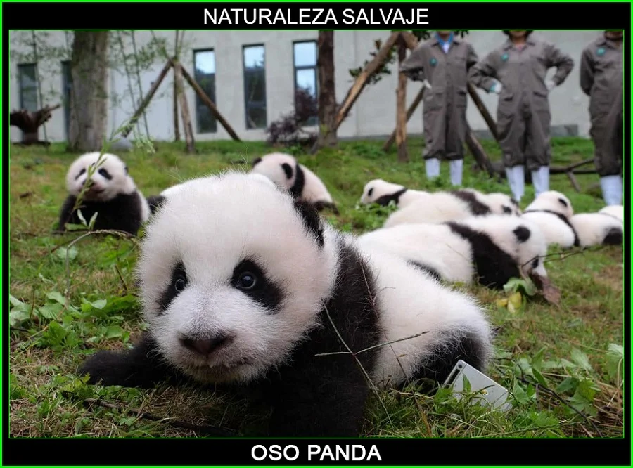 Ailuropoda melanoleuca, panda, oso panda, panda gigante, animales, Naturaleza salvaje 4