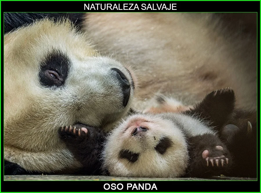 Ailuropoda melanoleuca, panda, oso panda, panda gigante, animales, Naturaleza salvaje 5