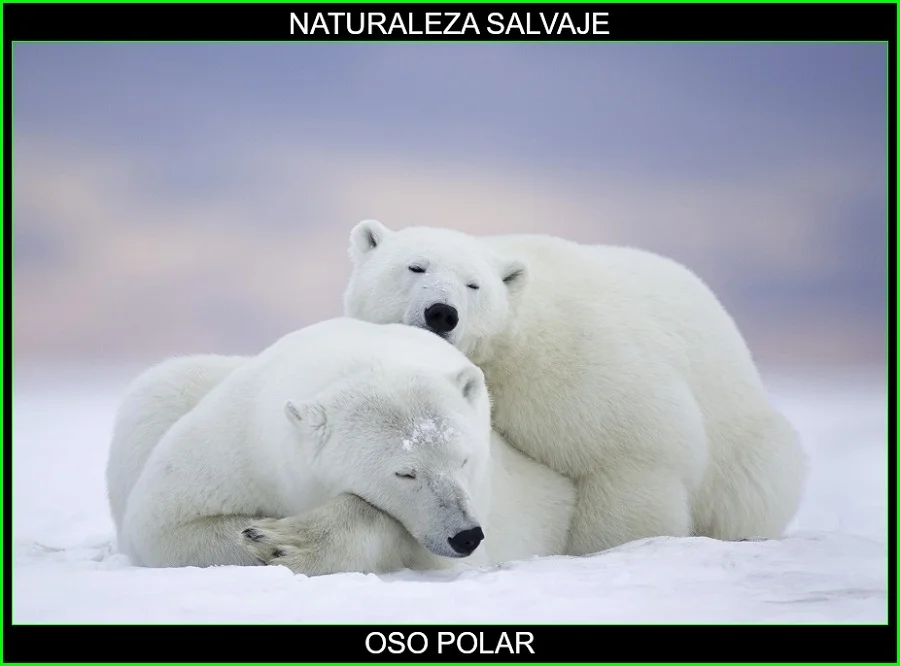 Oso polar, Ursus maritimus, oso blanco, animal mamífero, naturaleza salvaje 2