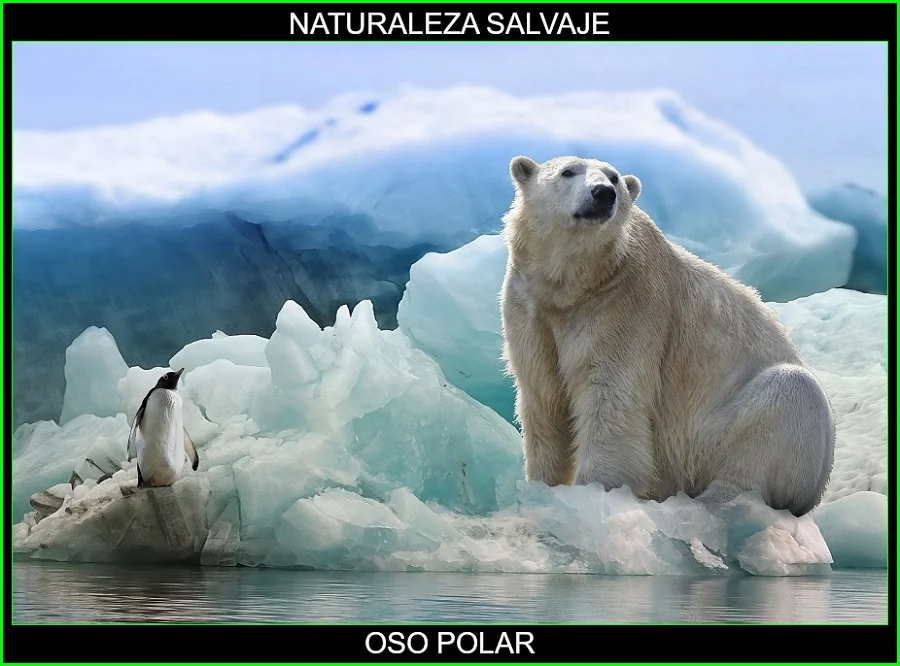 Oso polar, Ursus maritimus, oso blanco, animal mamífero, naturaleza salvaje 3